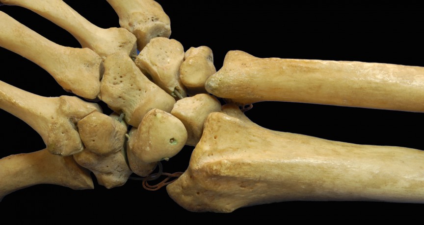 Bộ xương cũng mang những bí mật cơ thể người