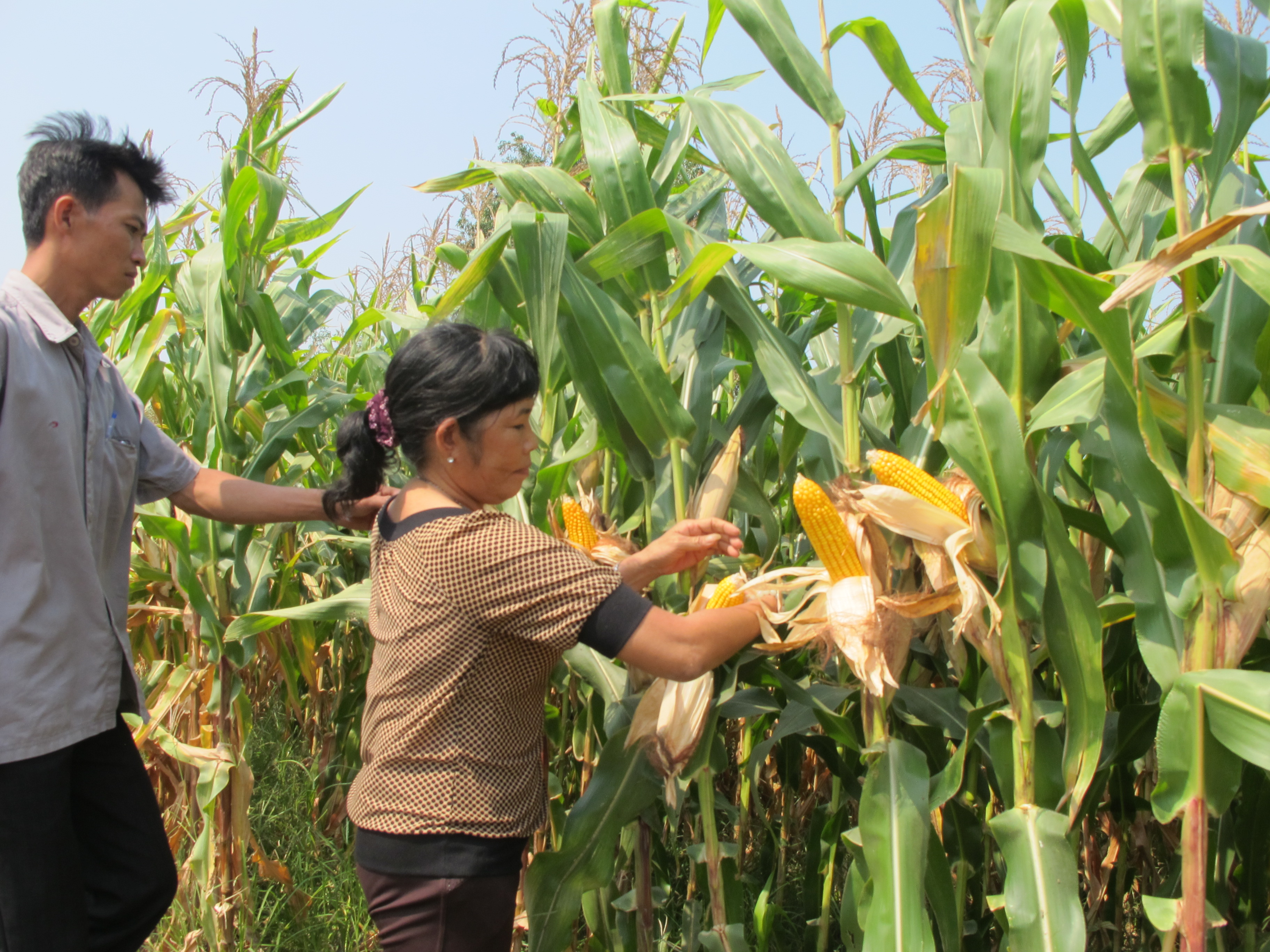 Chuyển đổi vỏ ng&ocirc; th&agrave;nh nhi&ecirc;n liệu Hydro