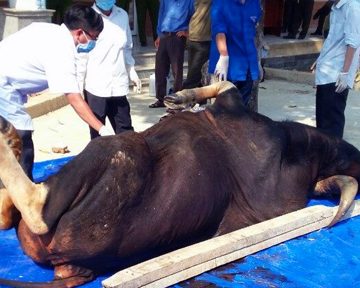 cá thể bò tót chết trong khu bảo tồn ở Đồng Nai
