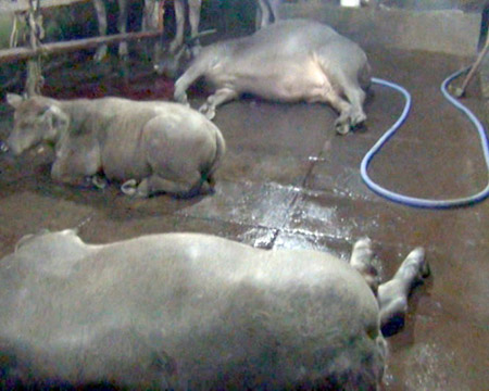 Tây Ninh: Lại xuất hiện trường hợp bơm nước vào trâu bò trước khi giết mổ