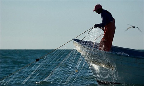 Đánh bắt cá bằng lưới rê đe dọa sự sinh tồn của cá heo California