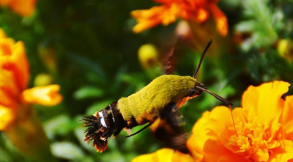 Loài bướm ruồi đuôi xù có biệt danh là '4 trong 1' vì chúng có đặc điểm giống chim, ong, bướm và sâu