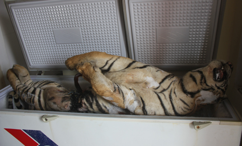 Cán bộ điều tra cho biết, sau khi bị bắt giữ, mẫu phẩm của xác con hổ đã được chuyển cho Trung tâm giám định Viện hàn lâm khoa học trung ương.