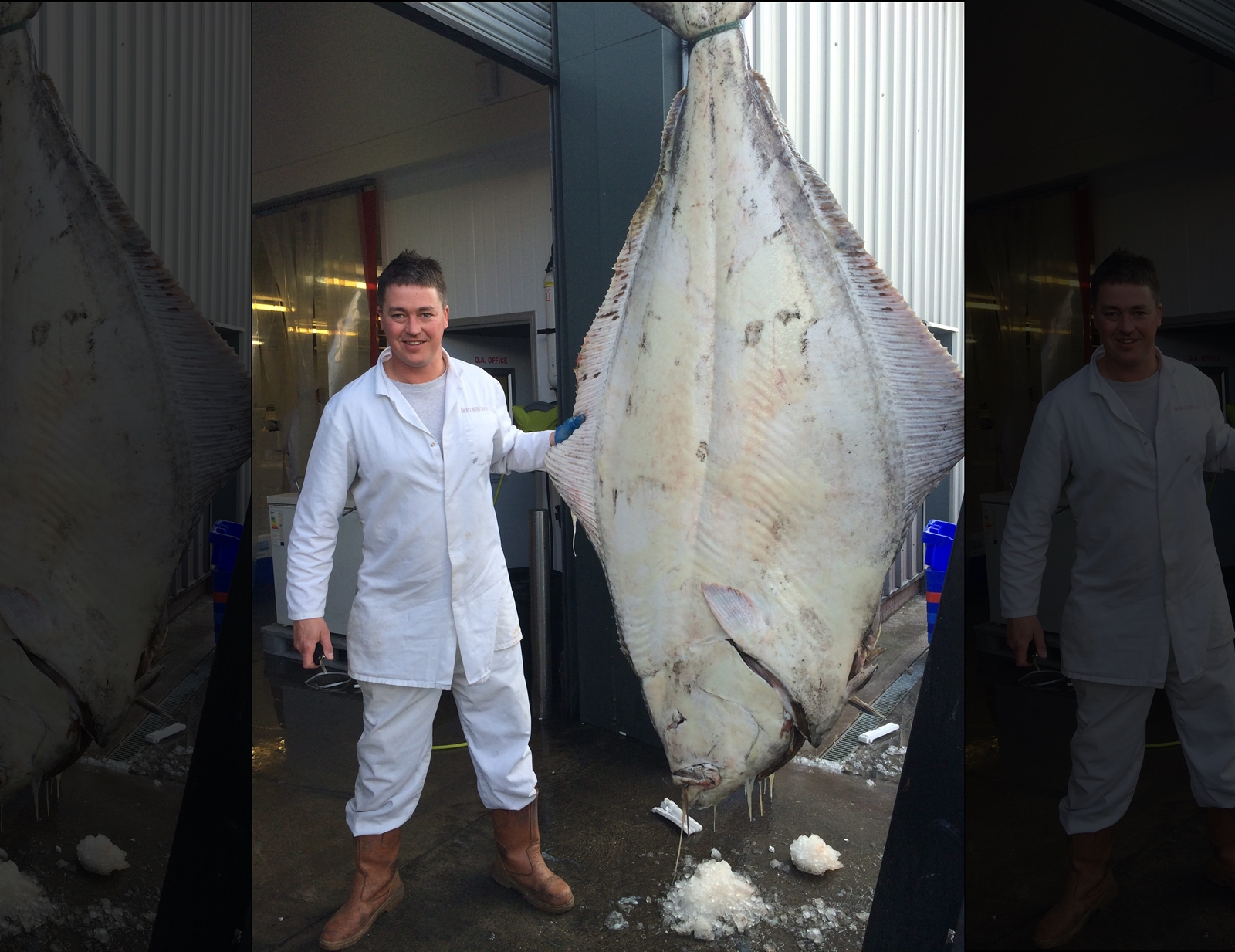 Con cá bơn khổng lồ này nặng 200kg và dài 2,4m