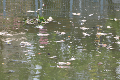Cá chết nổi trên kênh Nhiêu Lộc - Thị Nghè. Ảnh: Kiến Thức