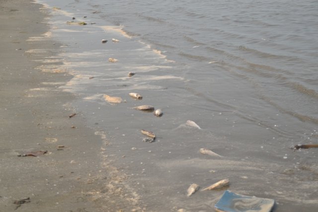 Cá lù đù chết bất thường dạt bờ biển Nghệ An