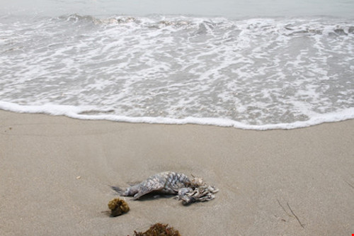 Liên quan đến vụ cá chết hàng loạt, Đà Nẵng xác nhận có 17 con