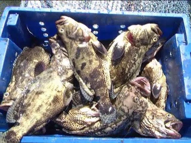 Hình ảnh cá chết hàng loạt tại 5 hộ nuôi trong ngày 9/5 tại đảo Phú Quý