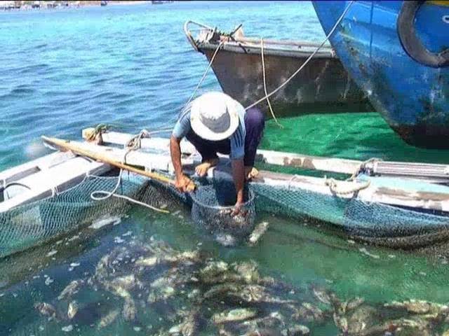 Lãnh đạo tỉnh Bình Thuận chỉ đạo khẩn trương làm rõ nguyên nhân khiến cá chết hàng loạt ở đảo Phú Quý