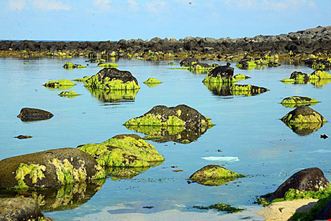  Nguyên nhân ban đầu khiến cá chết hàng loạt ở đảo Phú Quý được cho là do tảo biển tự nhiên thải chất độc