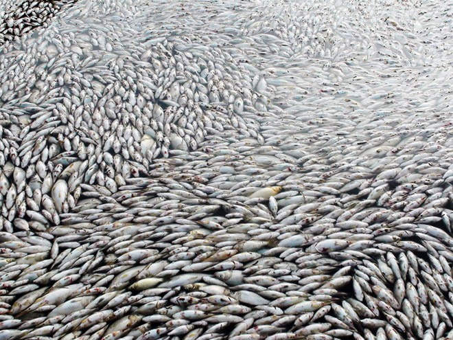 Tổng thiệt hại ban đầu từ việc cá chết hàng loạt ở Đồng Nai đã lên tới hàng chục tỷ đồng