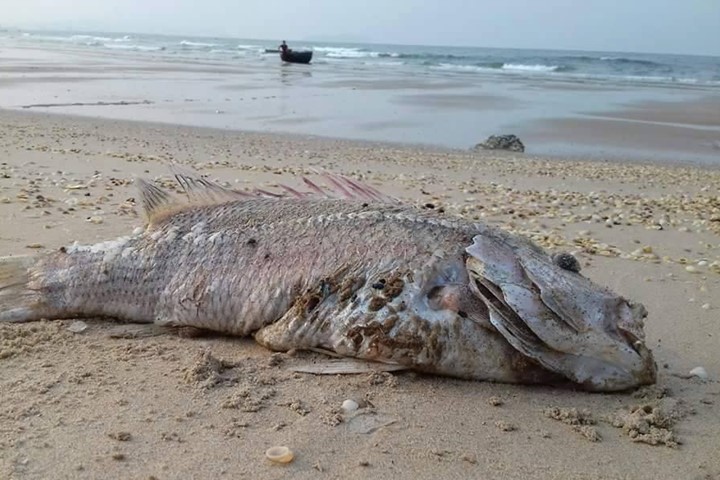 Cá chết hàng loạt bất thường ở miền Trung đã gây thiệt hại nặng nề cho ngư dân
