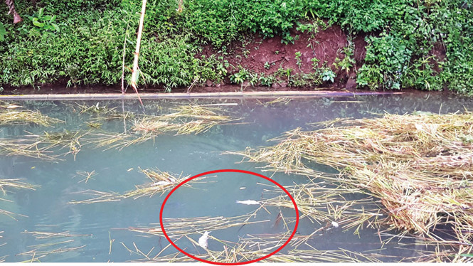 Từ ngày 4/7 đến nay, hiện tượng cá chết hàng loạt trắng cả thượng nguồn sông Đà khiến người dân vô cùng lo lắng