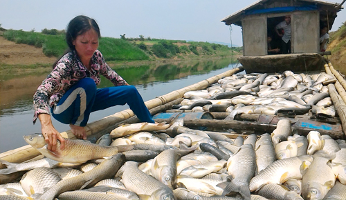 Gần 3 tấn cá chết hàng loạt chỉ trong một đêm khiến nhà bà Báu lâm vào cảnh tay trắng