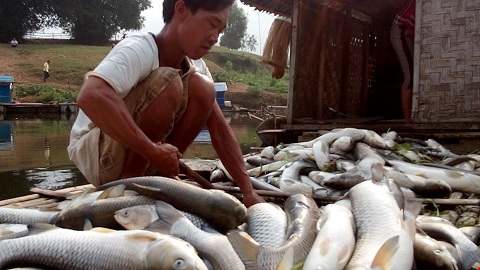 Nhiều gia đình ven sông Bưởi (Thanh Hóa) sạt nghiệp vì cá chết hàng loạt