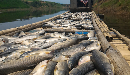 Được biết ‘thủ phạm’ gây ra hiện tượng cá chết hàng loạt ở Thanh Hóa là nguồn nước thải bẩn của CTCP mía đường Hòa Bình