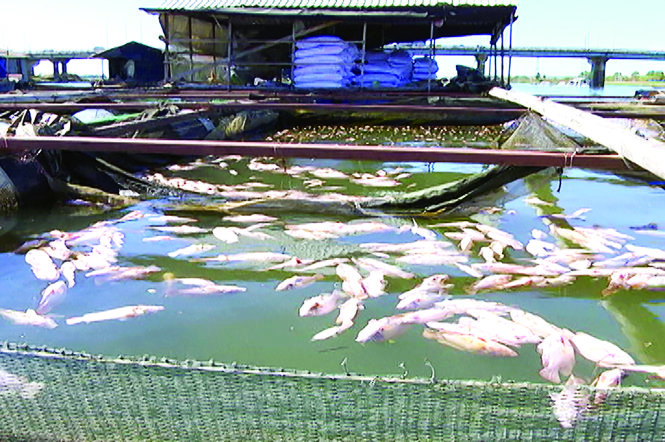 Cá chết đồng loạt trắng sông La Ngà khiến người nuôi cá bè ở Đồng Nai điêu đứng