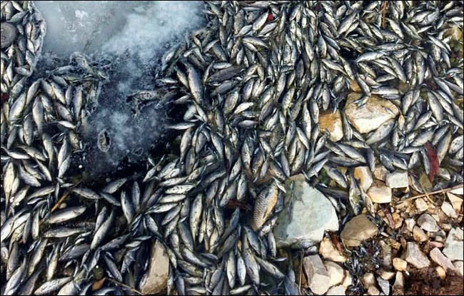 Nhiều người tin rằng nguồn nước bị ô nhiễm chính là nguyên nhân khiến cá chết hàng loạt ở Nga