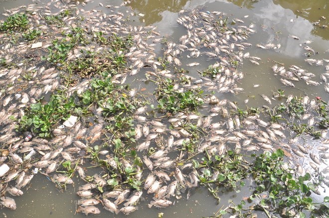 Cá hết hàng loạt ở kênh Thị Nghè-Nhiêu Lộc là do rác, nước thải