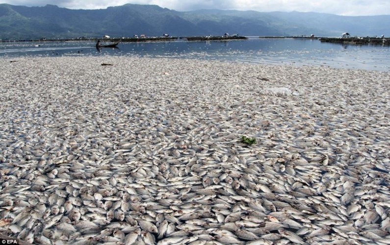 Hình ảnh đáng sợ trên hồ Maninjau, Indonesia do sự thay đổi đột ngột của thời tiết