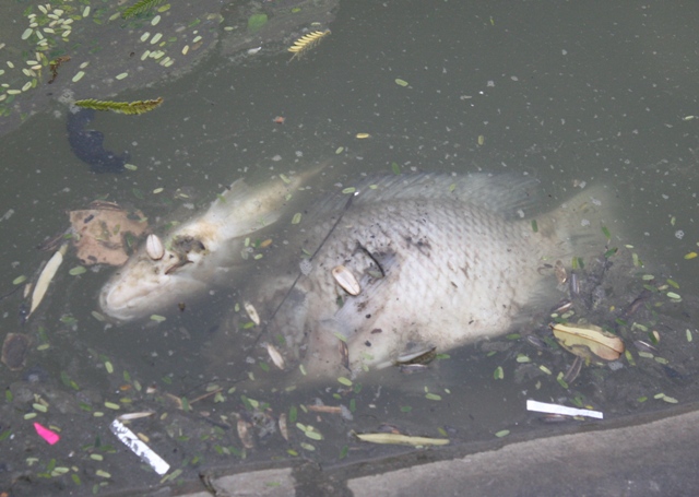 Cá chết hàng loạt, bốc mùi hôi thối và nổi đầy lên mặt nước Hồ Gươm gây mất mỹ quan đô thị