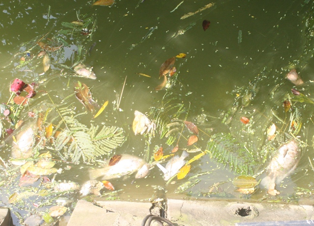 Được biết năm nào bắn pháo hoa giao thừa tại Hồ Gươm là tình trạng cá chết hàng loạt lại xảy ra