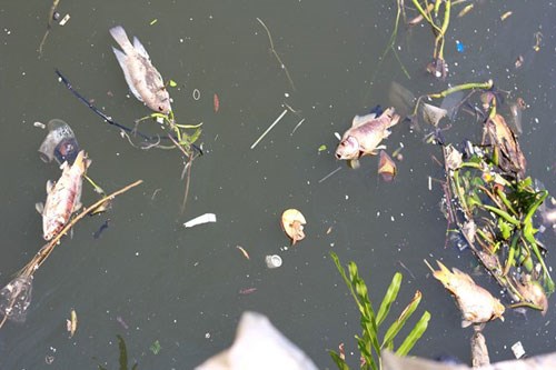 Hiện tượng cá chết hàng loạt không còn mới lạ đối với khu vực kênh Nhiêu Lộc