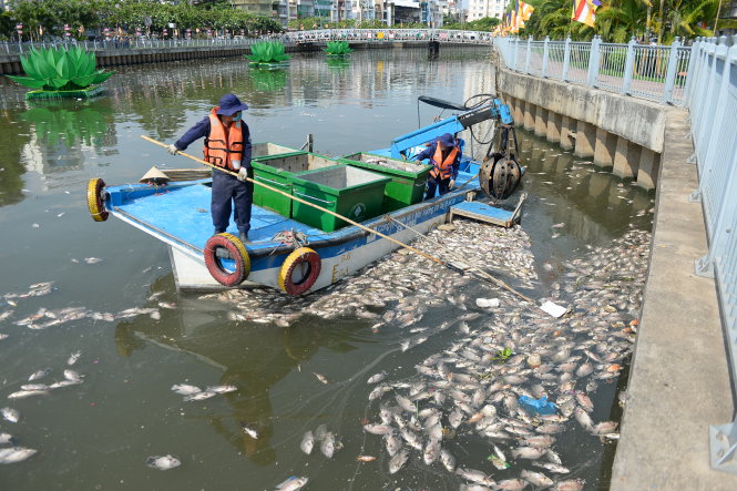 Nhân viên Công ty TNHH MTV Môi trường đô thị TPHCM vớt cá chết trên kênh Nhiêu Lộc - Thị Nghè chiều 17/5