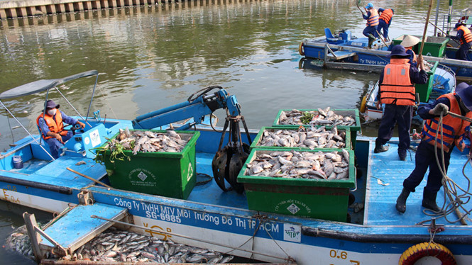 Hiện các công nhân trục vớt được hơn 14 tấn cá chết trên kênh Nhiêu Lộc