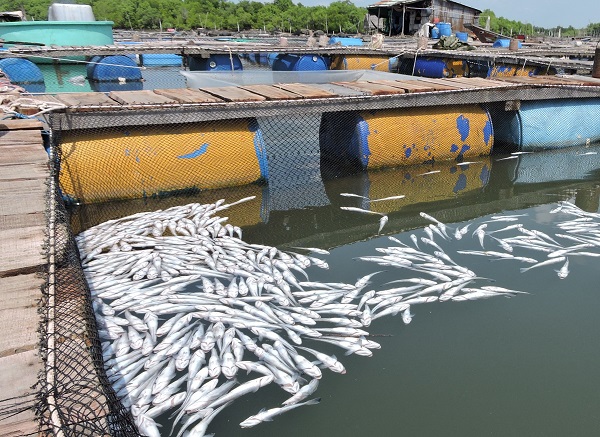 Nhiều hộ dân đã tấm tức khóc trước cảnh cá chết hàng loạt ở làng bè Long Sơn (Bà Rịa Vũng Tàu)