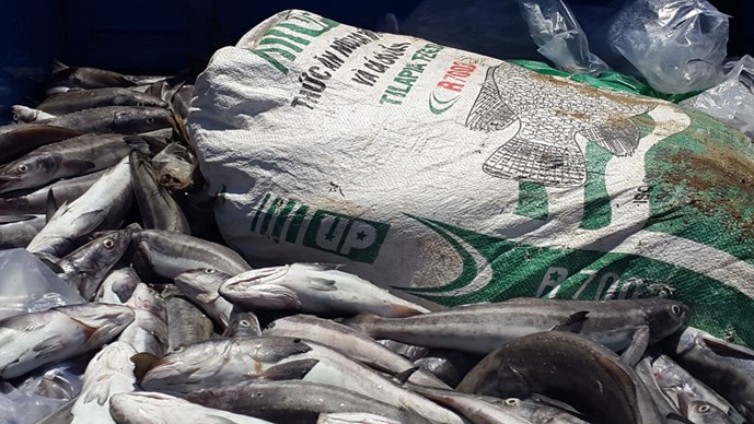 Một phần trong số cá chết hàng loạt do ô nhiễm môi trường mà người dân chở đến UBND tỉnh Bà Rịa - Vũng Tàu