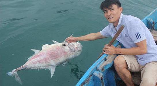 Cá chết hàng loạt ở Thừa Thiên Huế có thể vì loại tảo lạ chưa xác định được