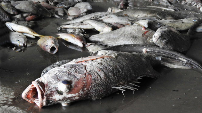 Vụ cá chết tại miền Trung: Nguyên nhân vẫn chưa được xác định