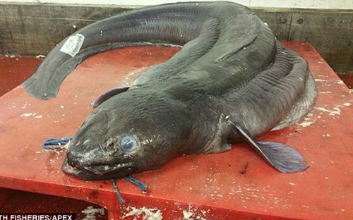 Con cá chình dài hơn 6m đã sa lưới ngư dân Anh