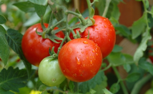 Ăn nhiều cà chua gây ra nhiều tác dụng phụ không lường trước