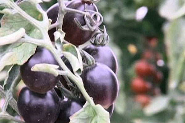 Nghiên cứu tại Mỹ cho thấy cà chua đen có khả năng ngừa hàng loạt bệnh như ung thư, tiểu đường và béo phì