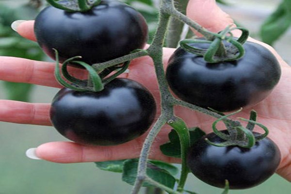 Phòng chống ung thư hiệu quả với cà chua đen