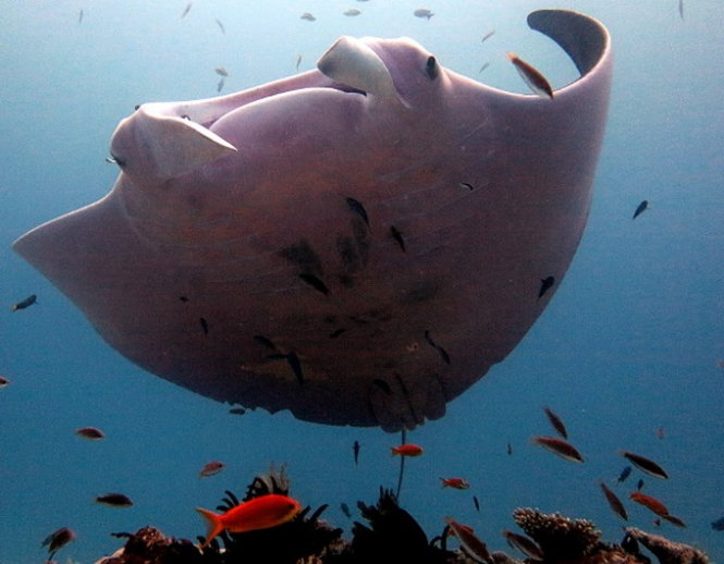 Cá đuối màu hồng kỳ lạ tại vùng biển Úc 