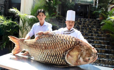 cá hô nặng 117 kg, dài 1,5 m