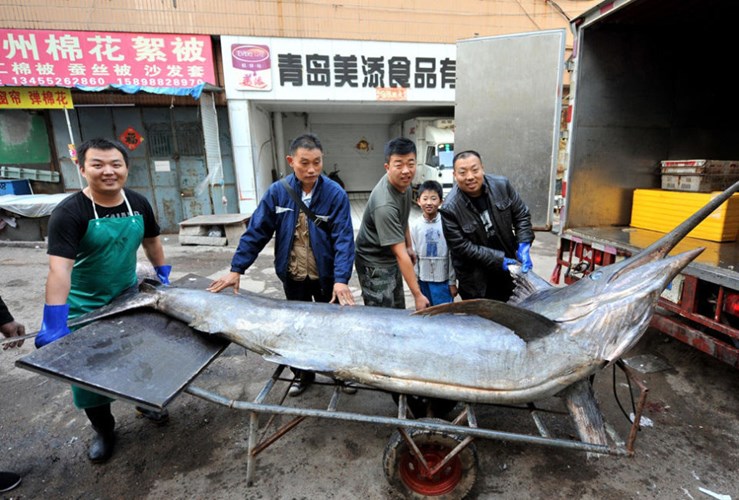 Đây là lần thứ hai ngư dân Thanh Đảo, Trung Quốc bắt được cá kiếm khổng lồ