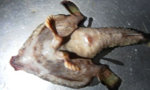 Phần chân chia làm nhiều ngón của cá lạ ở Caribe. Ảnh: Wessex News Agency