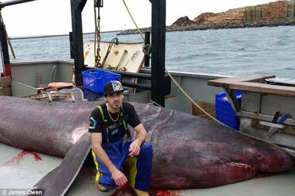 Ngư dân hốt hoảng vì con cá mập khổng lồ bất ngờ sa lưới