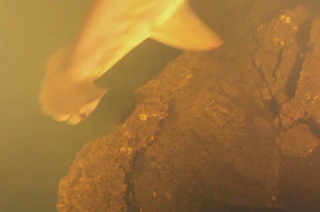 Cảnh quay chụp lại con cá mập khổng lồ trong miệng núi lửa. Ảnh National Geographic