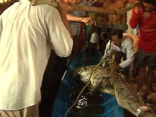 Con cá sấu bắt được trong vuông tôm của ông Dự ở xã Hưng Mỹ, huyện Cái Nước, tỉnh Cà Mau