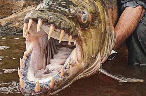 Loài cá nước ngọt khổng lồ sở hữu hàm răng sắc nhọn kinh dị 