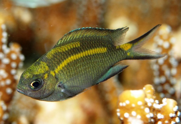 Phát hiện khả năng thay đổi giới tính cá con ở loài cá rạn san hô