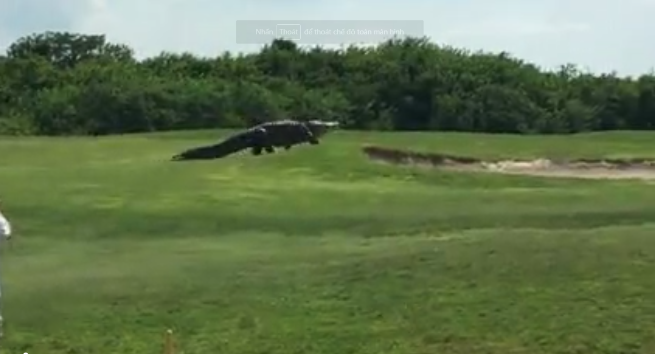 Cá sấu khổng lồ dạo bước trong sân golf Mỹ