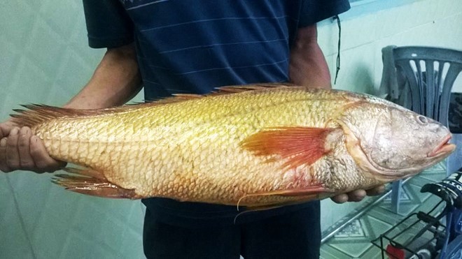 Con cá sủ vàng quý hiếm mà ngư dân Trần Minh Châu bắt được nặng 4,4kg