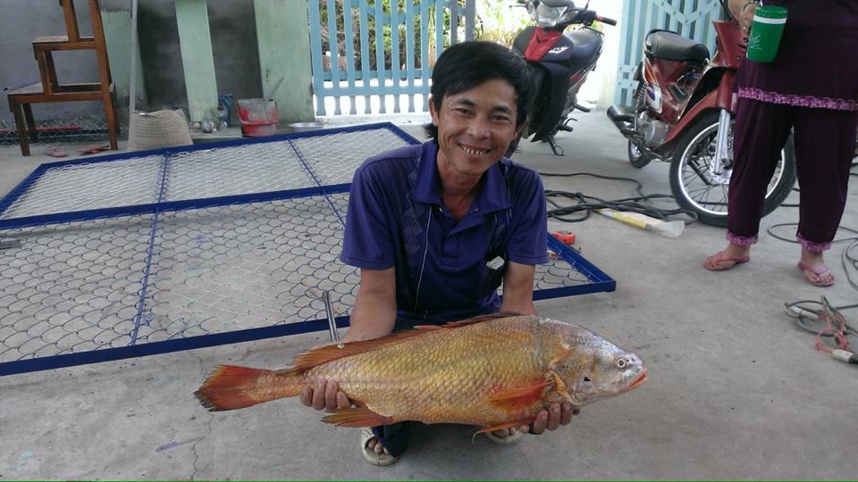 Được biết ngư dân Vũng Tàu thường bắt được cá sủ vàng trên sông Thị Vải