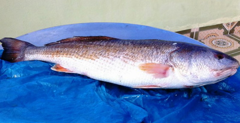 Giá cá sủ vàng ở Việt Nam có thể lên tới hàng tỷ đồng